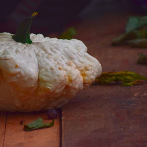 Roi de l'Oiseau 2025